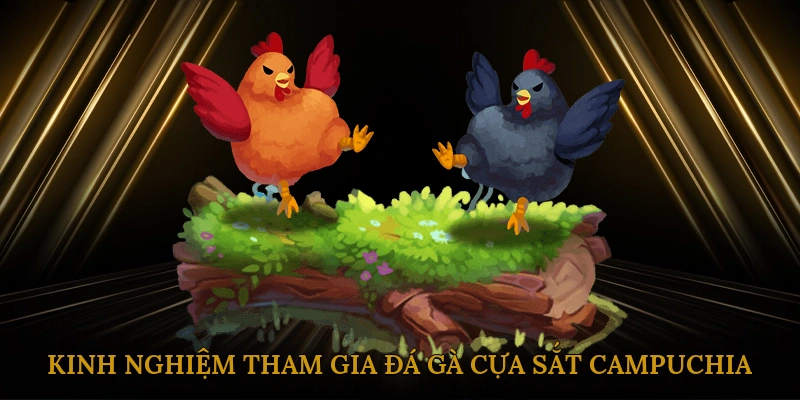 Kinh nghiệm tham gia đá gà cựa sắt Campuchia