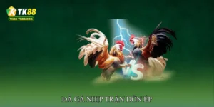 Đá Gà Nhịp Trận Dồn Ép