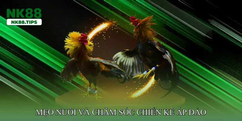 Mẹo nuôi và chăm sóc chiến kê áp đảo