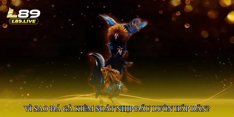 Vì sao Đá gà kiểm soát nhịp đấu luôn hấp dẫn?